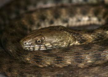 Würfelnatter (Natrix tessellata) - © Gernot Kunz